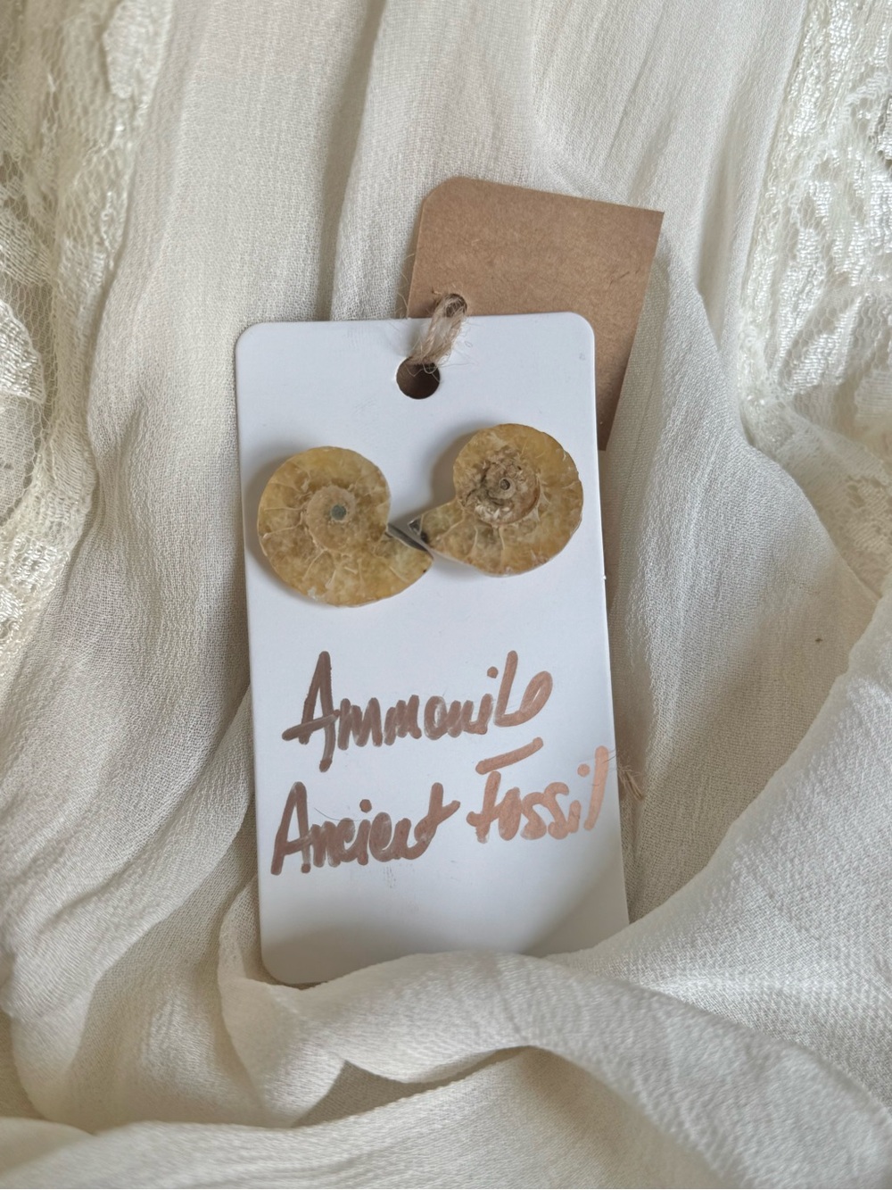 Ammonite Ancient Fossil Earrings